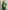 Varsity Green